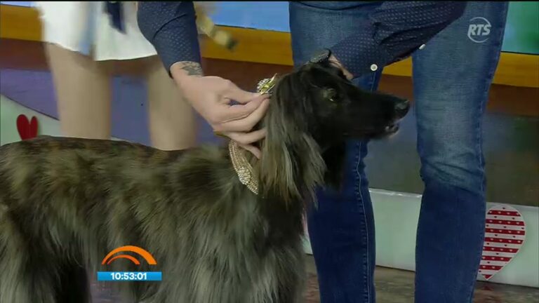 Moda para perritos: toma nota - RTS siempre contigo