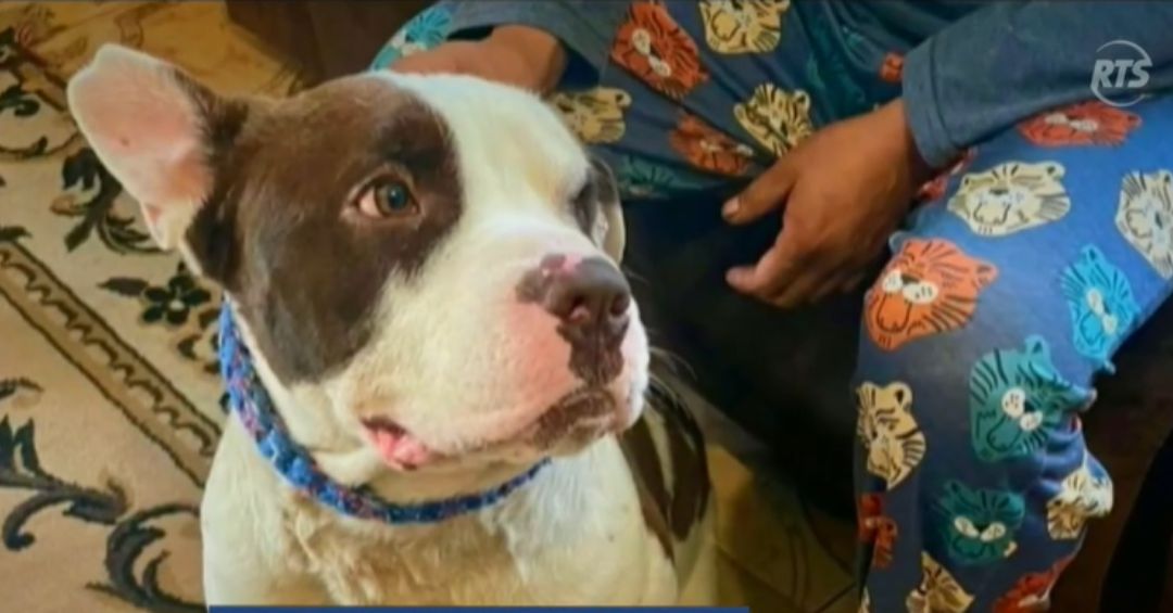 Animal Rts Rescatan a perro Toretto tras viralizarse video de maltrato en Conocoto ...