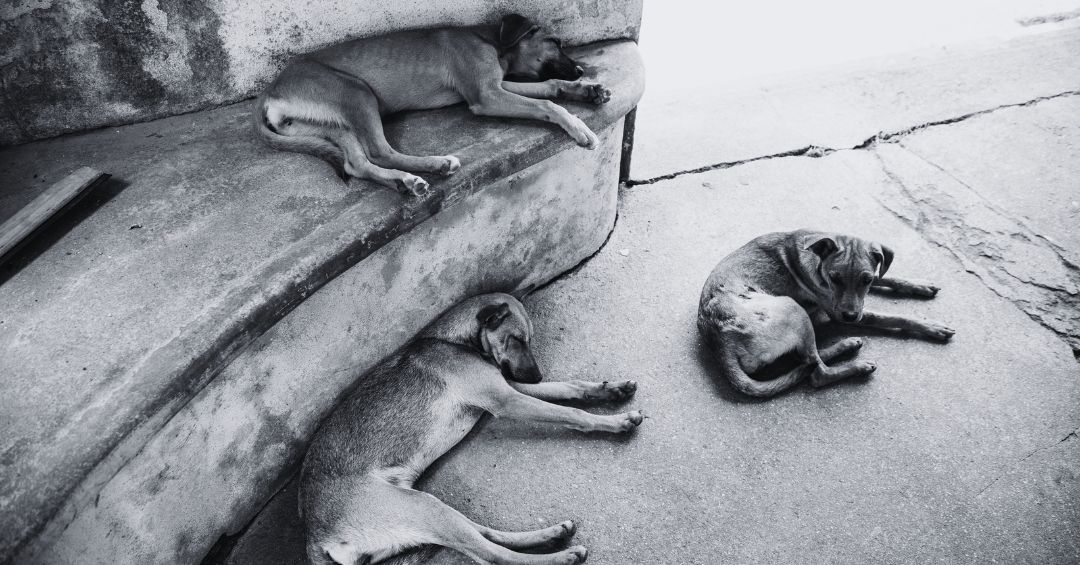 Municipio De Quito Rescata 11 Perros Maltratados En La Pisul RTS municipio-de-quito-rescata-11-perros-maltratados-en-la-pisul-rts